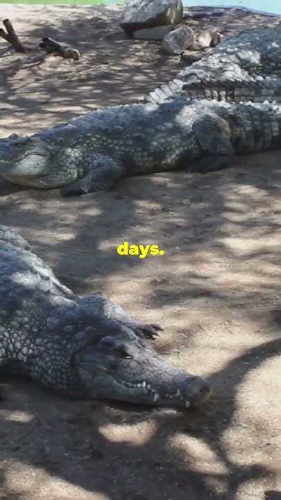 gator central